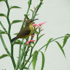 olive backed sunbird or yellow bellied sunbird(female)
