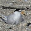 LEAST TERN