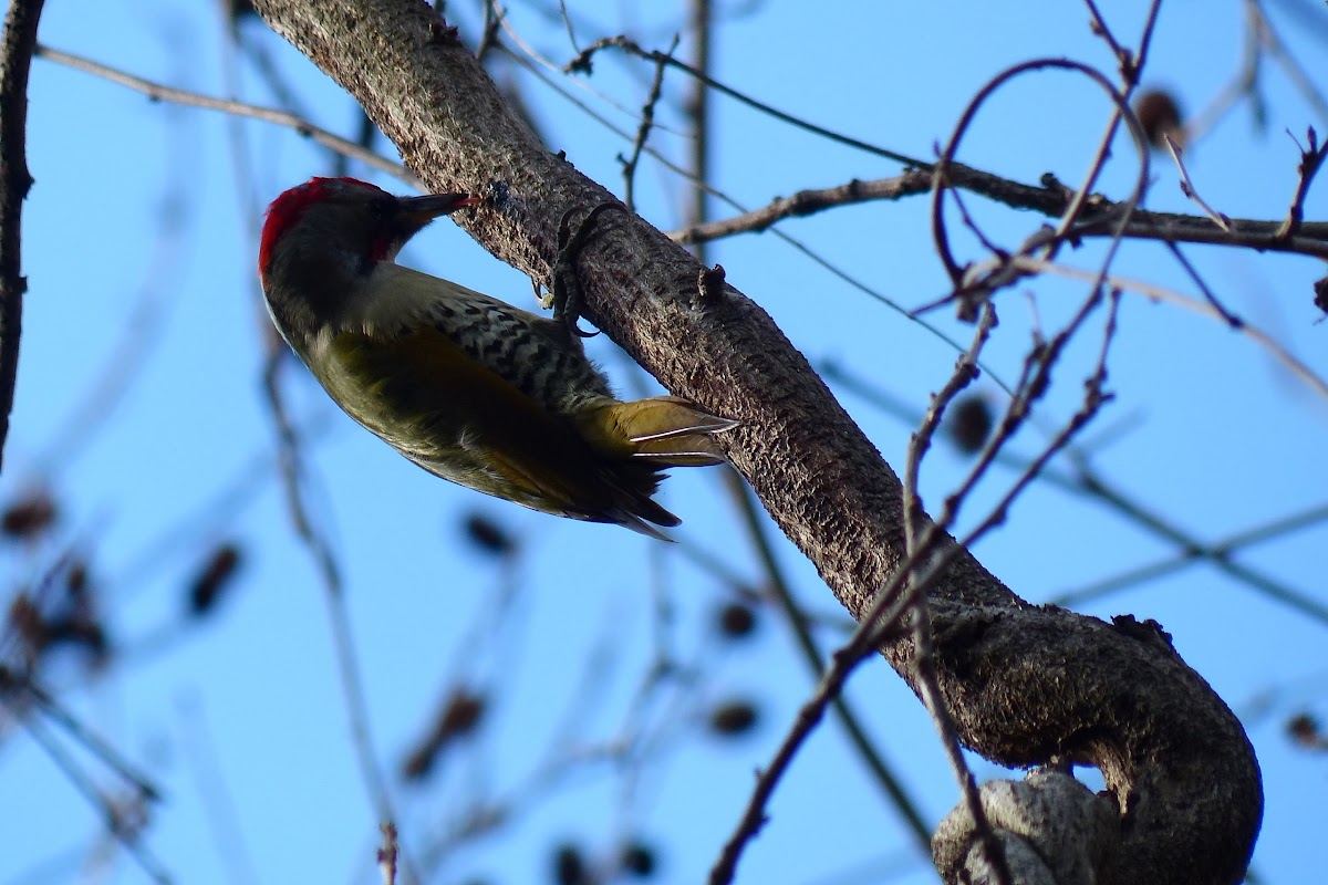 Wavy-bellied Woodpecker