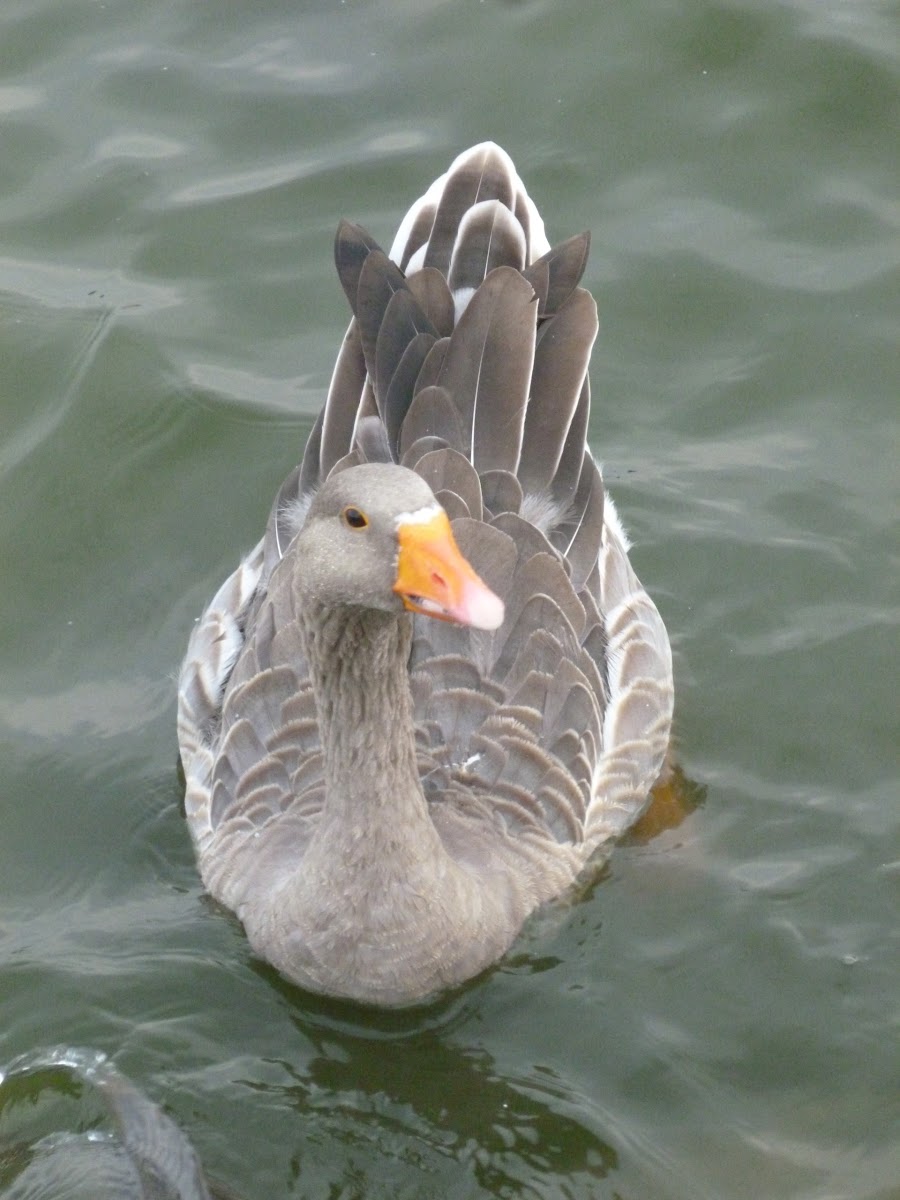 Graylag Goose