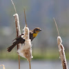 Yellow Headed Blackbird