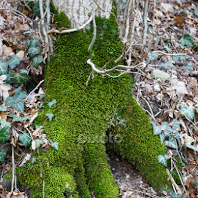 by Daniel Pacurici - Nature Up Close Trees & Bushes