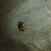 Multicolored Asian lady beetle (dead)