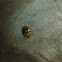 Multicolored Asian lady beetle (dead)