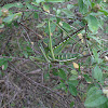 Katydid or Bush Cricket