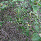 Katydid or Bush Cricket