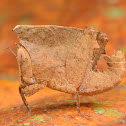 Leaf mimicking Grasshopper