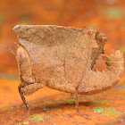 Leaf mimicking Grasshopper