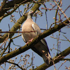 Common Wood Pigeon