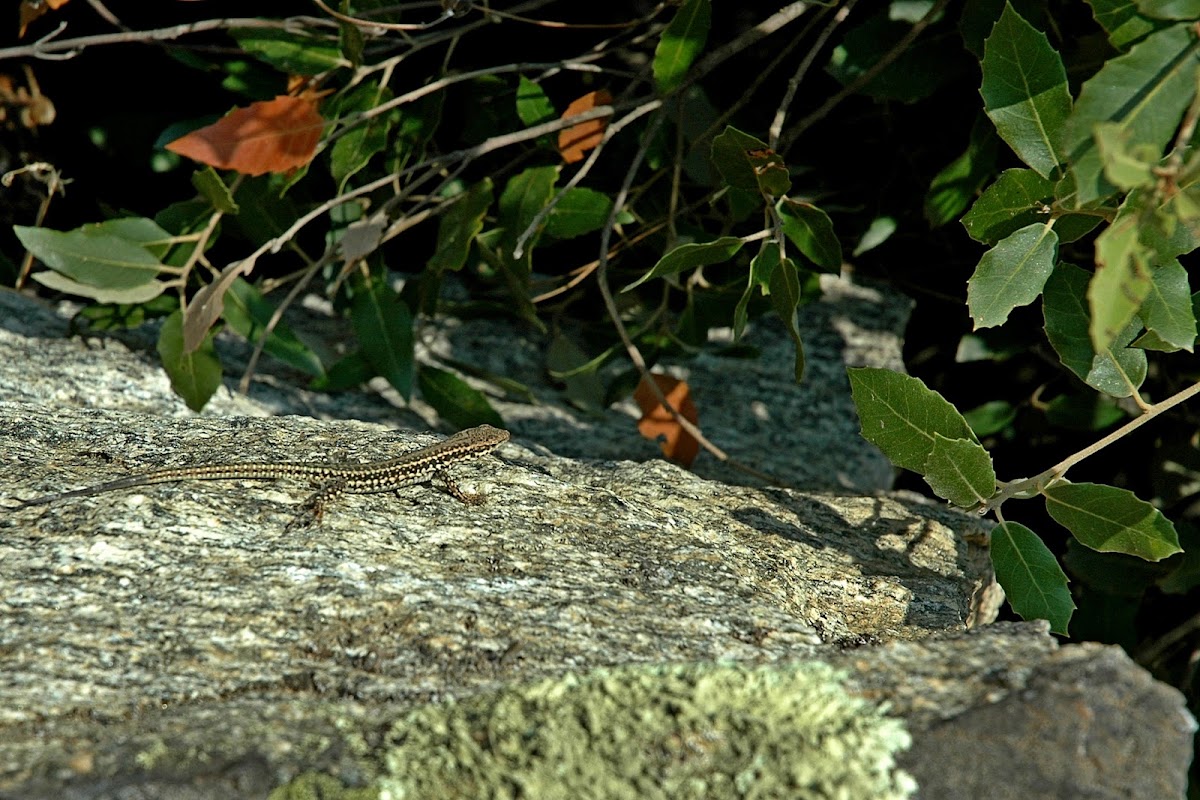 Erhard's wall lizard , Σιλιβούτι
