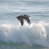 Brown Pelican