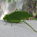 Broad-winged katydid