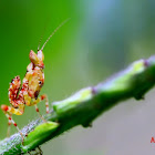 Flower mantis