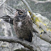 Magellanic horned owl