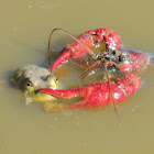 Red swamp crawfish