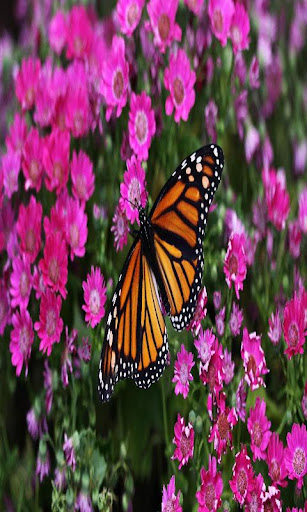 Butterfly Live Wallpaper