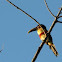 Araçari castanho or Chestnut-eared Aracari