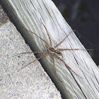 Dock Spider