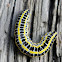 Toadflax Brocade caterpillar