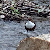 Wasseramsel / White-throated Dipper / European Dipper