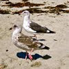 Juvenile American Herring Gull