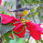 Bananaquit