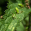 Mirid Bug nymph