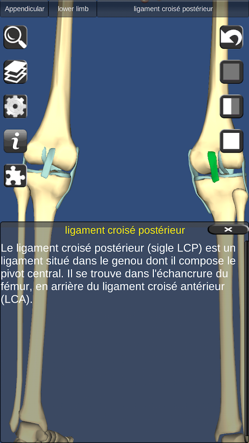 3D Bones and Organs (Anatomy) – Applications Android sur Google Play