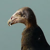 Turkey vulture (juvenile)