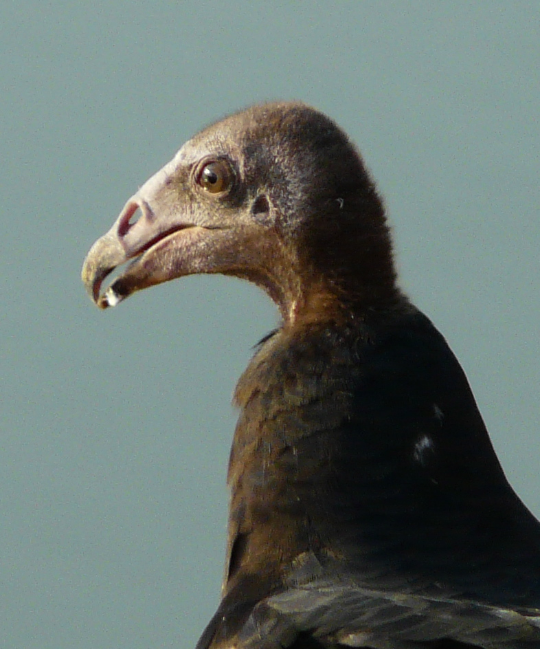 Turkey vulture (juvenile)