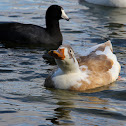 (Female) Hybrid Duck