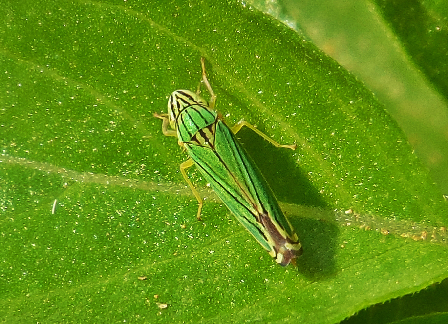 Zebra Leafhopper