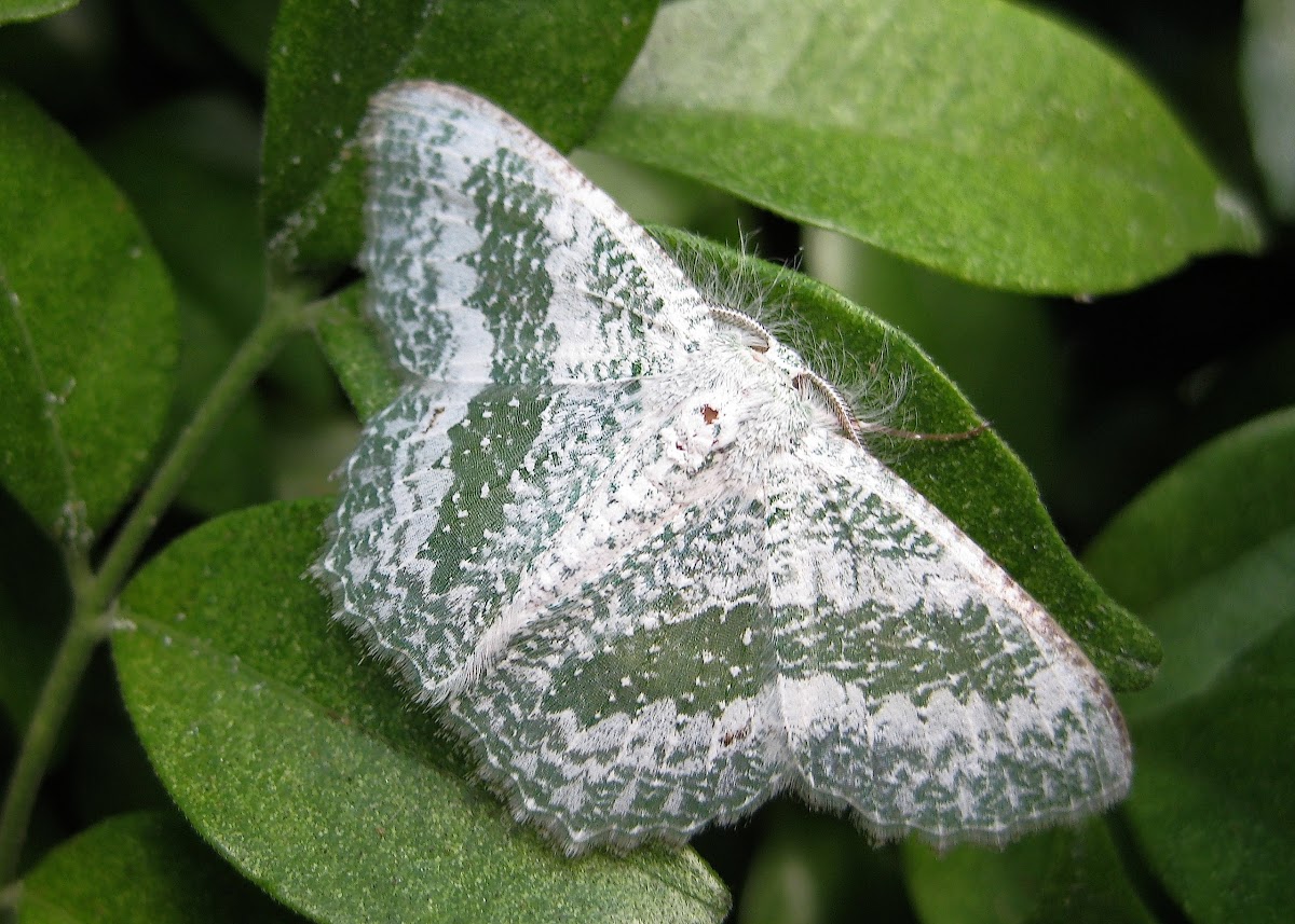 Bizarre Looper Moth (Male)