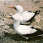 Nazca booby