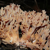 Clavulina - coral fugus