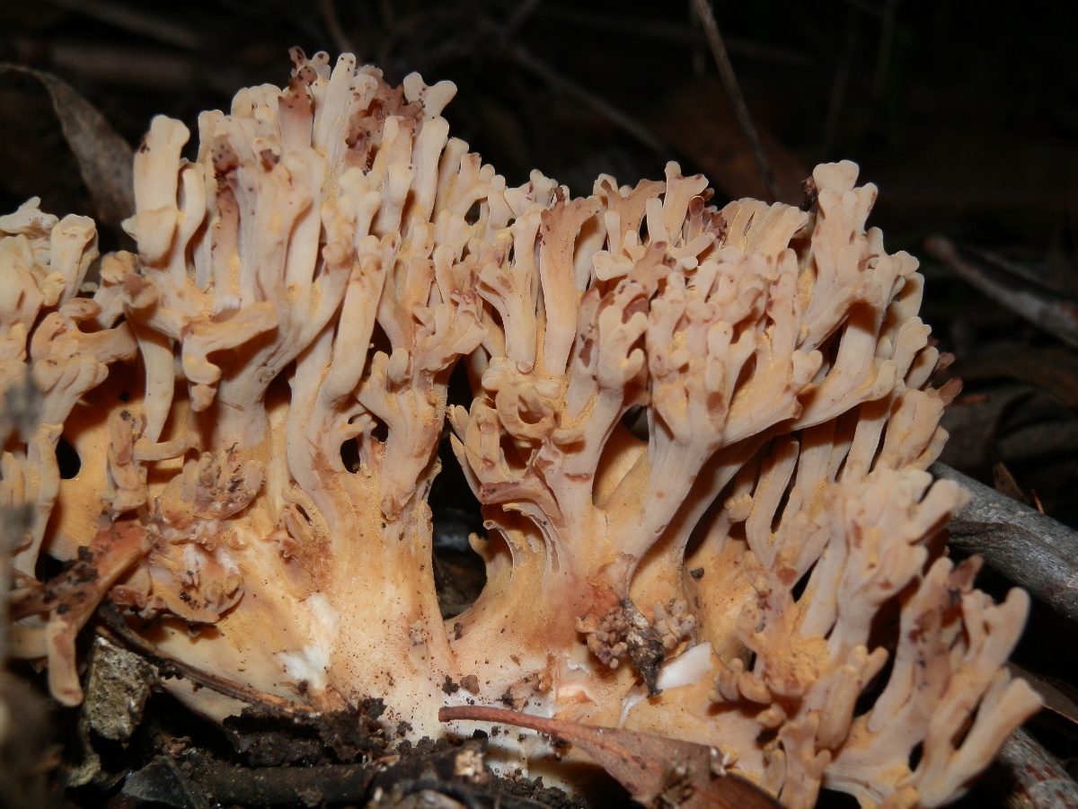 Clavulina - coral fugus