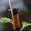 Banded Woolly Bear