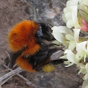 South American Bumblebee