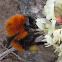 South American Bumblebee