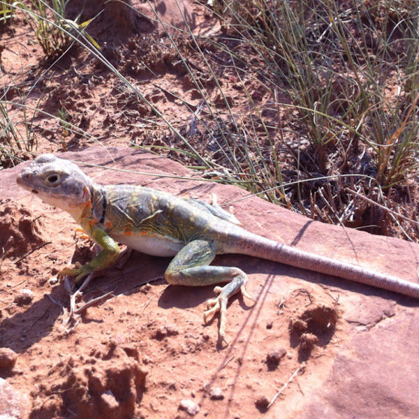 Eastern collared lizard Project Noah
