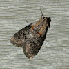 Double-humped Pococera Moth