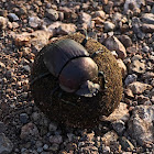 Large Metallic Dung Beetle