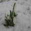 Snowdrops