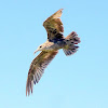 Herring gull