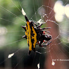 Spiny Orb-Weaver Spider
