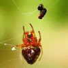 Arrowhead spider, male