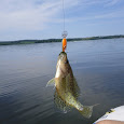 Rice Lake Fish