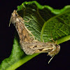 Clemens' grass tubeworm moth