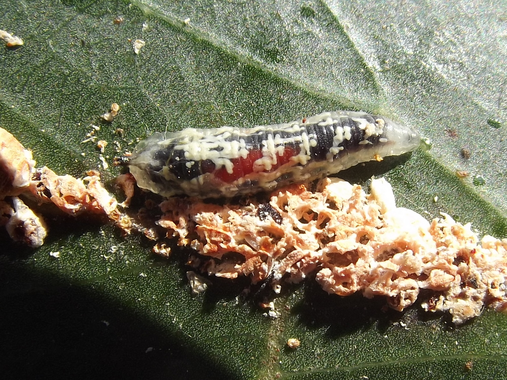 Hoverfly maggot