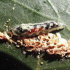 Hoverfly maggot